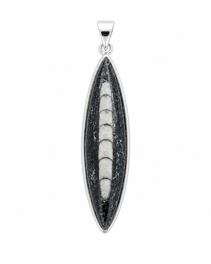 Orthoceras Hanger